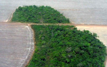 Der tropische Regenwald zwischen Raubbau und Konservierung – Westafrika und Brasilien im Vergleich