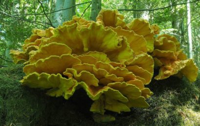 Pilze ohne Grenzen – Naturnähezeiger und Urwaldrelikte im Bayerisch-Böhmischen Grenzgebirge