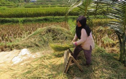 Biolandwirtschaft in Indonesien? Die Herausforderungen gesellschaftlicher Transformation