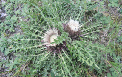 Lust und Frust bei der botanischen Durchforschung des Passauer Raumes