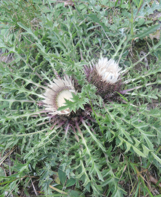 Lust und Frust bei der botanischen Durchforschung des Passauer Raumes