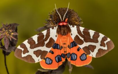 Bestandsaufnahme der Schmetterlinge des Bayerischen Waldes – Inventar oder Konkursmasse?