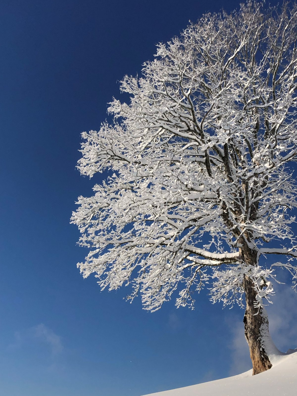 Friedliche Feiertage und ein gutes Neues Jahr 2026