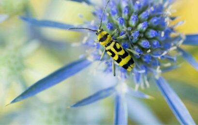 Klimawandel und Habitatveränderungen – Neue Erkenntnisse zum Insektensterben