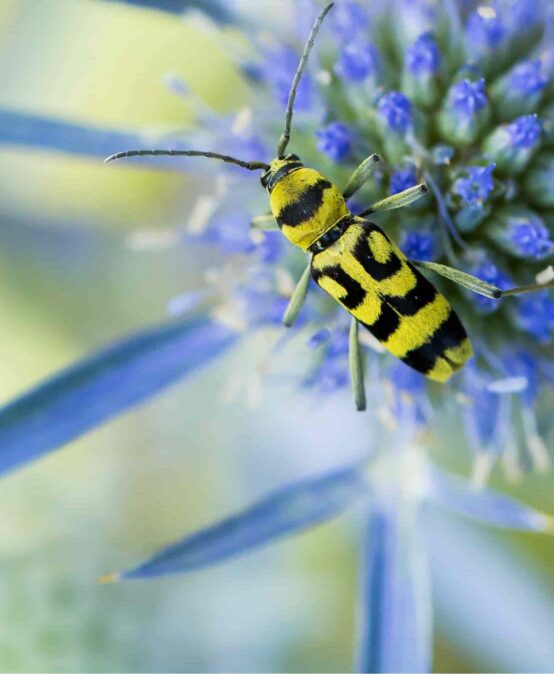 Klimawandel und Habitatveränderungen – Neue Erkenntnisse zum Insektensterben